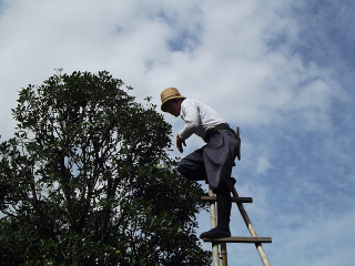 Illustration for article titled Make Sure You Are Going To Obtain The Right Support For Trees In Your Lot
